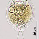 Image of Lepadella (Lepadella) eurysterna Myers 1942
