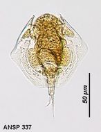 Image of Lepadella (Heterolepadella) heterostyla (Murray 1913)