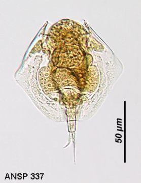 Image of Lepadella (Heterolepadella) heterostyla (Murray 1913)