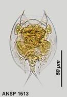 Image of Lepadella (Lepadella) patella persimilis De Ridder 1773