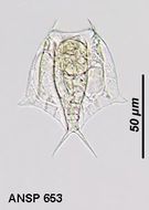 Image of Lepadella (Lepadella) pterygoida (Dunlop 1897)