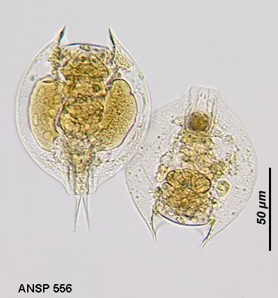 Image of Lepadella (Lepadella) quadricarinata (Stenroos 1898)