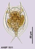 Image of Lepadella (Lepadella) quinquecostata (Lucks 1912)