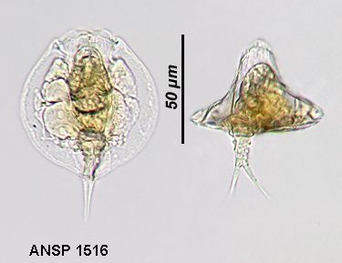 Image of Lepadella (Lepadella) intermedia Dartnall & Hollowday 1985