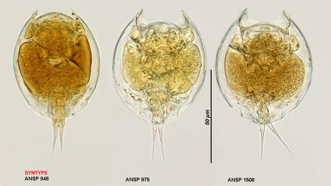 Image of <i>Lepadella venefica</i>