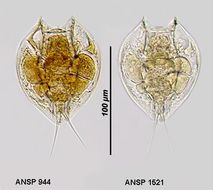 Image of Lepadella (Lepadella) whitfordi Ahlstrom 1938