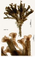 Image of Limnias ceratophylli Schrank 1803