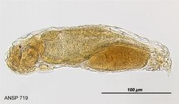 Image of Lindia (Lindia) annecta Harring & Myers 1922