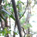 Image of Andamanese bowstring plant