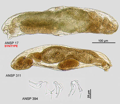 Image of Lindia (Halolindia) tecusa Harring & Myers 1922