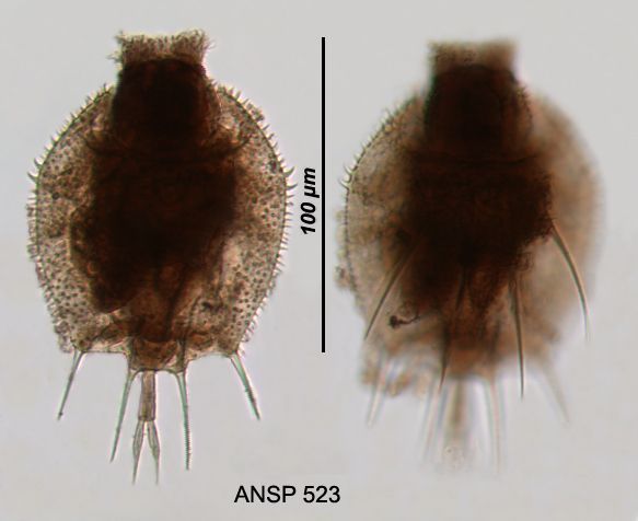 Image of Macrochaetus sericus (Thorpe 1893)