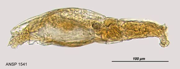 Image of Macrotrachela angusta (Bryce 1894)