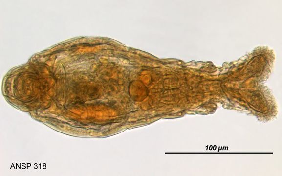 Image of Macrotrachela habita (Bryce 1894)