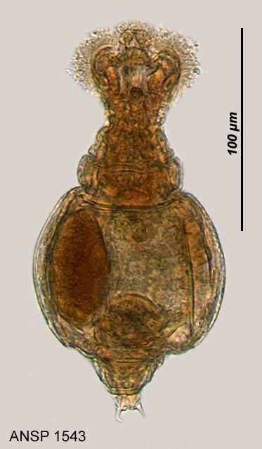 Image of Macrotrachela quadricornifera Milne 1886