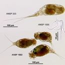 Image of Monommata actices Myers 1930