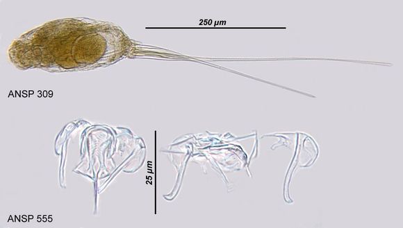 Image of Monommata maculata Harring & Myers 1930