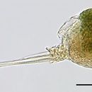 Image of Monommata viridis Myers 1937