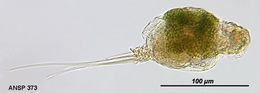 Image of Monommata viridis Myers 1937