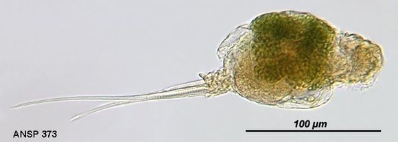 Image of Monommata viridis Myers 1937