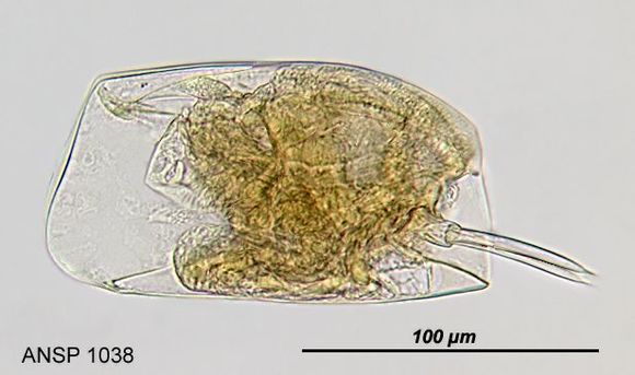 Image of Mytilina unguipes (Lucks 1912)