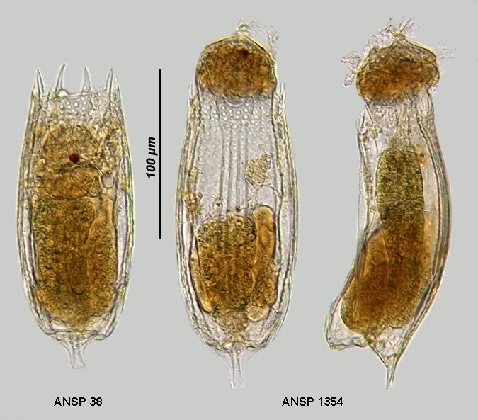 Image of <i>Notholca foliacea</i>