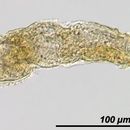 Image of <i>Notommata aethis</i>