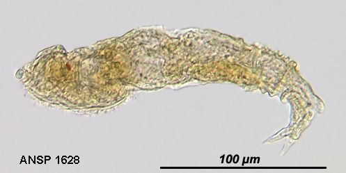 Image of <i>Notommata aethis</i>