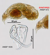 Image of <i>Notommata bennetchi</i>