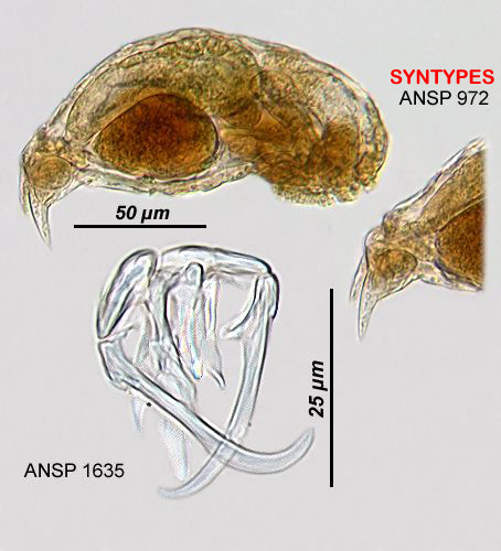 Image of <i>Notommata bennetchi</i>