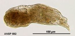 Image of <i>Notommata cerberus</i>