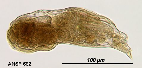 Image of <i>Notommata cerberus</i>