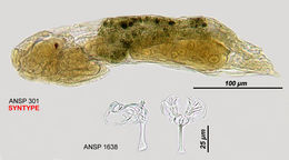Image of <i>Notommata cherada</i>