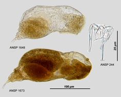 Image of <i>Notommata cyrtopus</i>