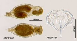 Image of <i>Notommata diasema</i>
