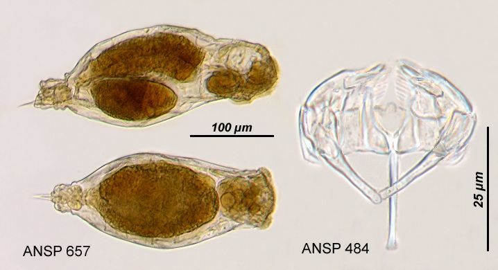 Image of <i>Notommata diasema</i>