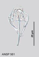 Image of <i>Notommata doneta</i>