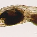 Image of <i>Notommata endoxa</i>