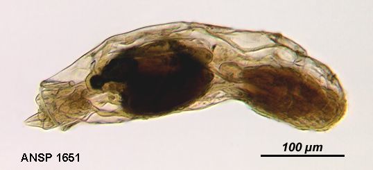 Image of <i>Notommata endoxa</i>