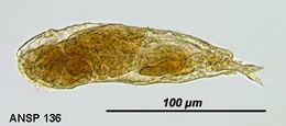 Image of <i>Notommata fasciola</i>