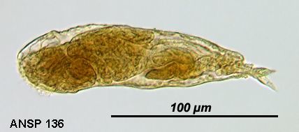Image of <i>Notommata fasciola</i>