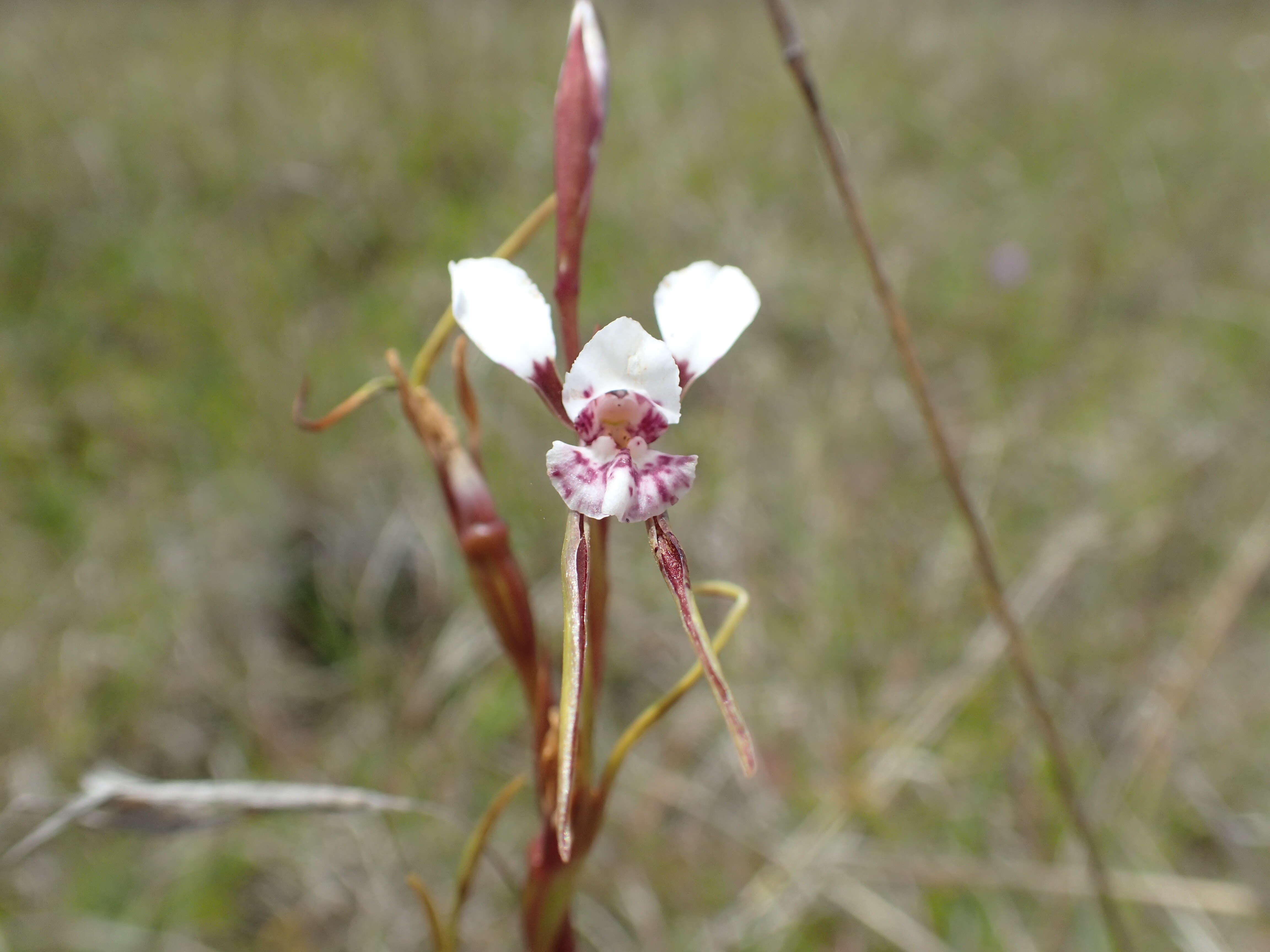 Image of Diuris punctata var. punctata