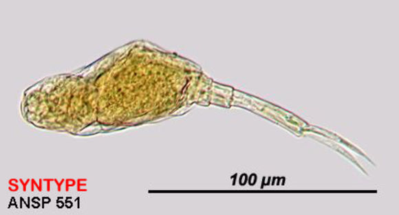 Image of Paracolurella aemula (Myers 1934)