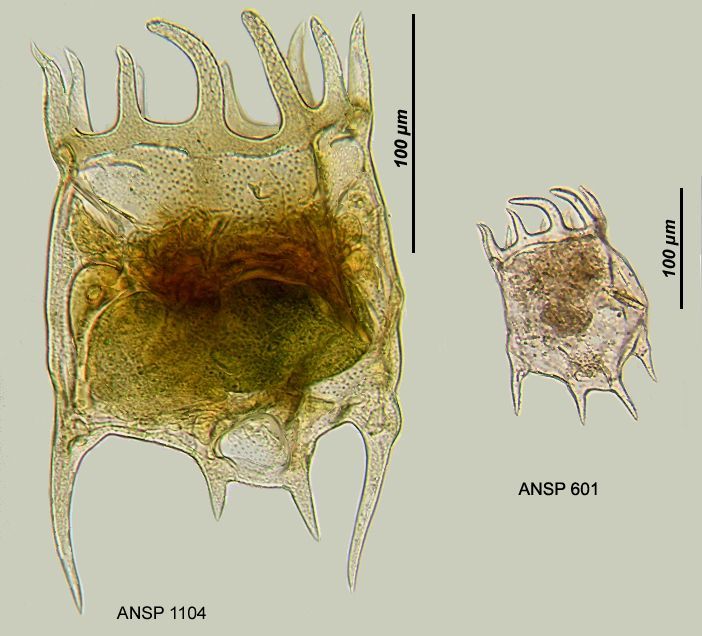 Image of Plationus