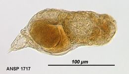 Image of Pleurata chalicodes (Myers 1933)