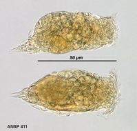 Image of Pleurata thura (Myers 1933)