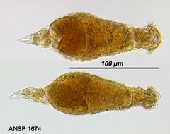 Image of Pleurata tithasa (Harring & Myers 1924)