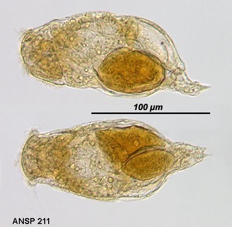 Image of Pleurata vernalis (Wulfert 1935)