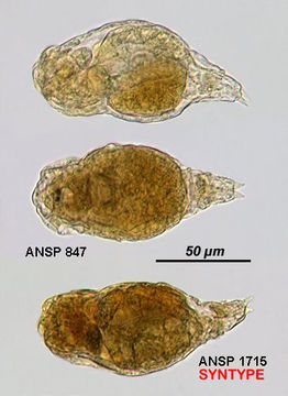 Image of <i>Pleurotrocha altilis</i>