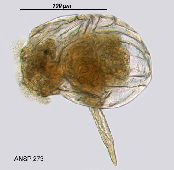 Imagem de Ploesoma truncatum (Levander 1894)