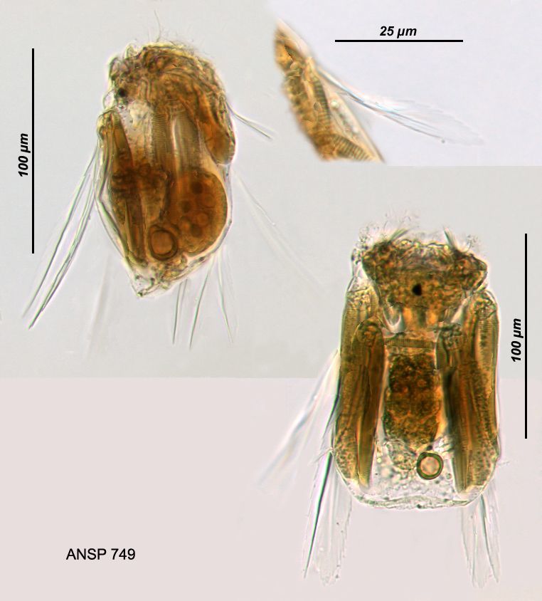 Image of Polyarthra luminosa Kutikova 1962